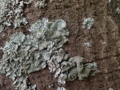 Parmotrema subtinctorium