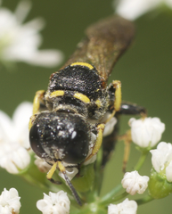Lestica confluenta