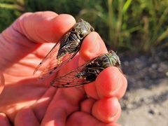 Neotibicen latifasciatus