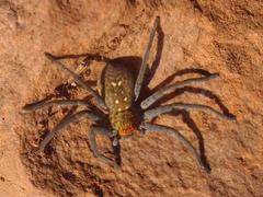 Palystella sexmaculata