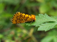 Chrysoecia dela