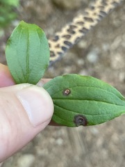 Puccinia porphyrogenita