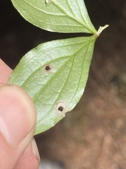 Puccinia porphyrogenita