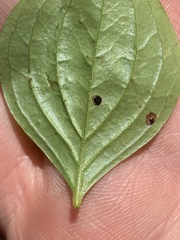 Puccinia porphyrogenita