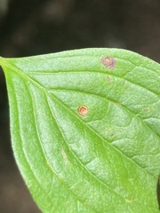 Puccinia porphyrogenita