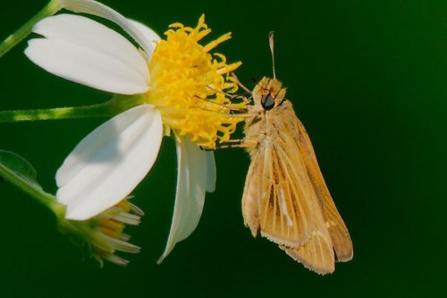 Salt Marsh Skipper photo 4