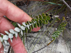Senecio pauciflosculosus