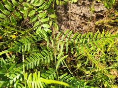 Pteridium caudatum