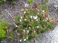 Prismatocarpus spinosus