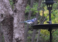 Cyanocitta cristata bromia