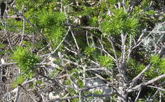 Psoralea vanberkelae