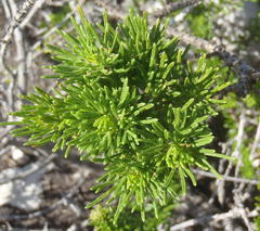 Psoralea vanberkelae