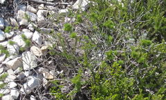 Psoralea vanberkelae