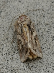 Spodoptera litura