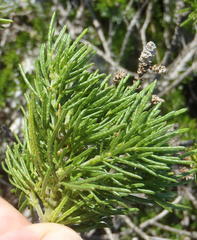 Psoralea vanberkelae