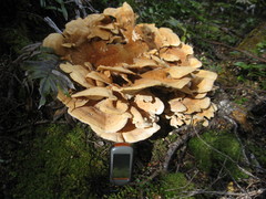 Bondarzewia kirkii
