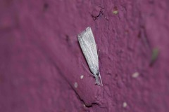 Haimbachia placidellus