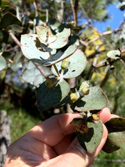Eucalyptus pulverulenta