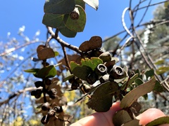 Eucalyptus pulverulenta