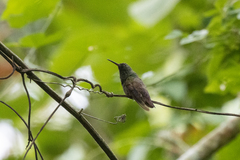 Saucerottia beryllina