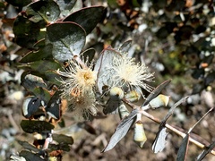 Eucalyptus pulverulenta