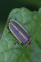 Pyractomena borealis