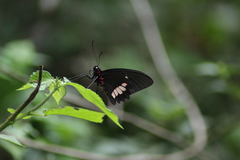 Parides erithalion