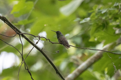 Saucerottia beryllina