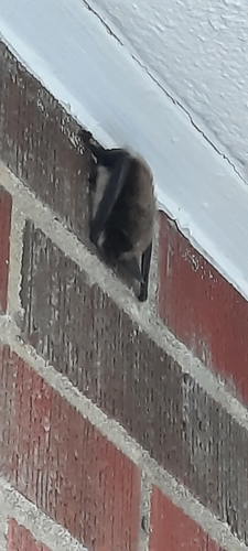 Long-eared Myotis