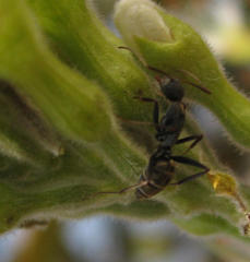 Camponotus cinctellus