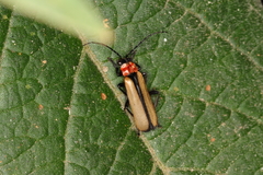 Discodon cinctum