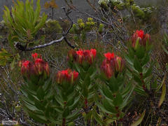 Lobostemon sanguineus