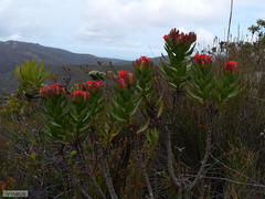 Lobostemon sanguineus