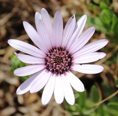 Dimorphotheca spectabilis