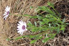 Dimorphotheca spectabilis