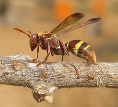 Polistes badius