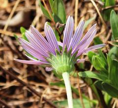 Dimorphotheca spectabilis