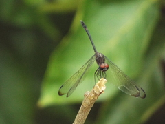 Dythemis velox