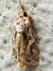 Spodoptera litura