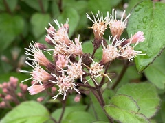 Ageratina glabrata