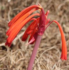 Cyrtanthus tuckii transvaalensis