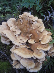 Bondarzewia kirkii
