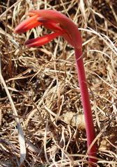 Cyrtanthus tuckii transvaalensis