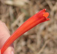 Cyrtanthus tuckii transvaalensis