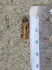 Spodoptera litura