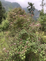 Ageratina glabrata