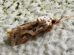 Spodoptera litura
