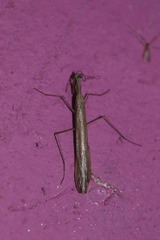 Oligonicella
