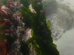 Ulva rigida