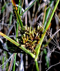 Cyperus reflexus